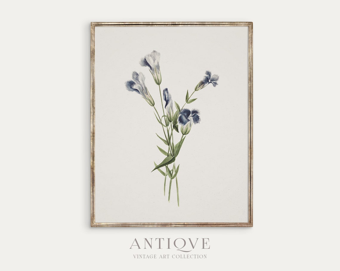 Blue Fringed Carnation Vintage Botanical Flower Study Poster