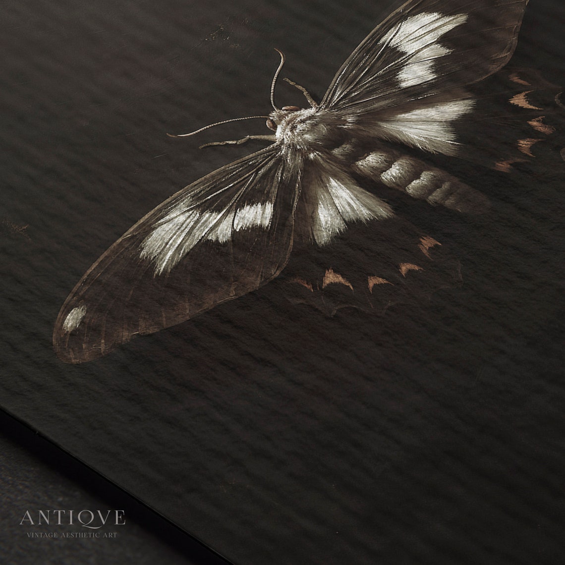 Dramatic Black and White Moth Dark Background Gothic Insect Poster - Image 3