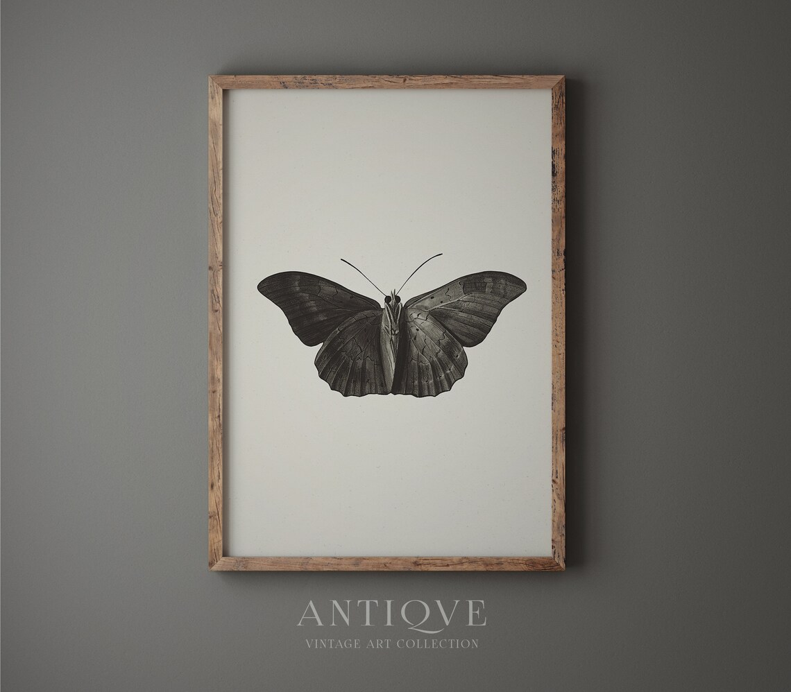 Moth Sketch Painting, Dark Academia Art Print - Image 4
