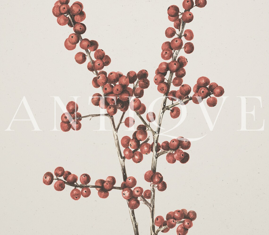 Winterberry Branch Sketch Print, Rustic Christmas Art - Image 3
