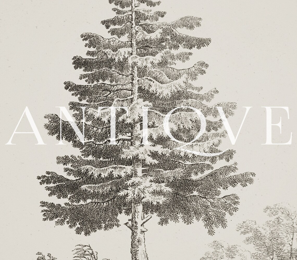Vintage Tree Sketch, Botanical Art Print - Image 3