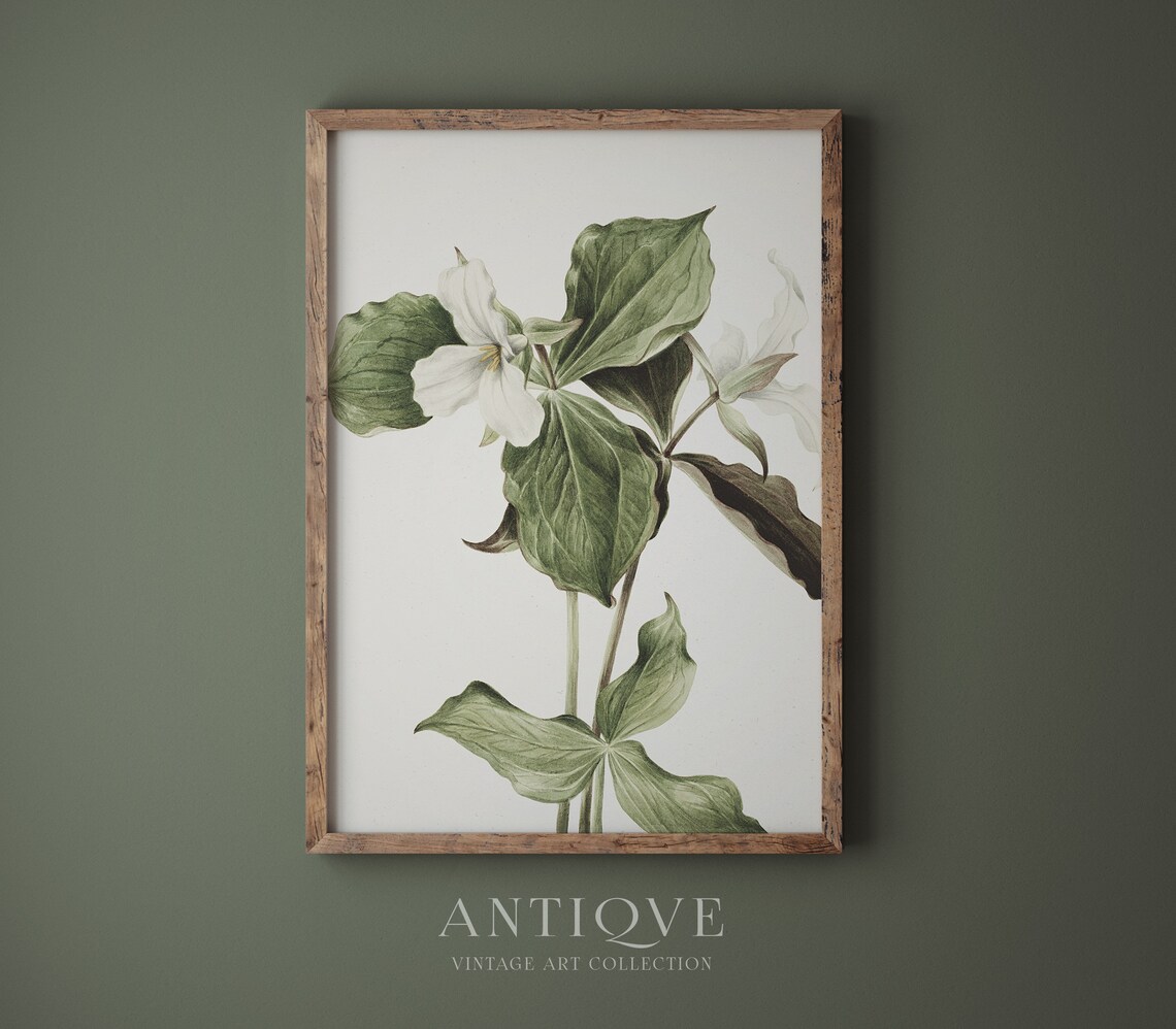 White Flowers Painting, Botanical Art Print - Image 4