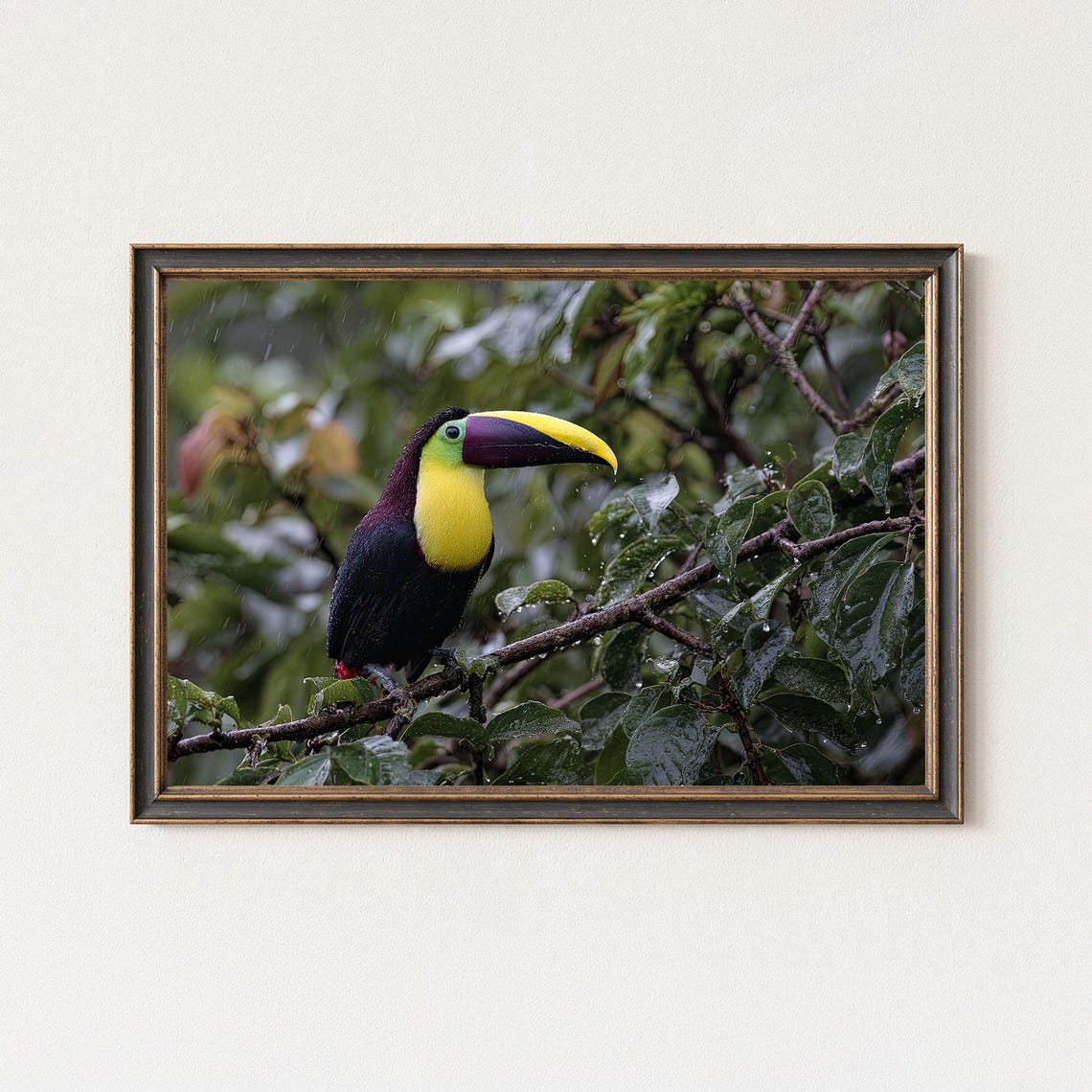 Keel Billed Toucan in Rain on Wet Jungle Branch Wildlife Bird Poster