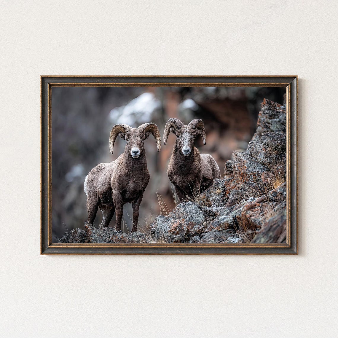 Two Bighorn Sheep Rams Facing Camera Wildlife Photography Poster