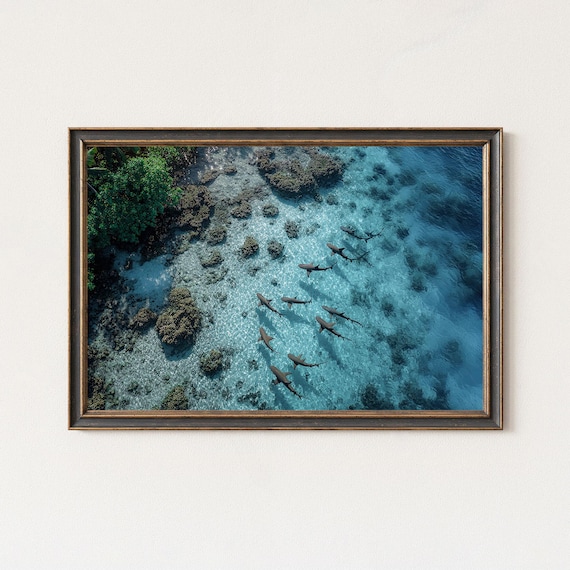 School Of Reef Sharks Patrolling Shallow Turquoise Lagoon Poster