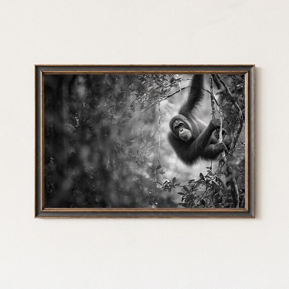 Orangutan Hanging In Rainforest Canopy Black And White Poster