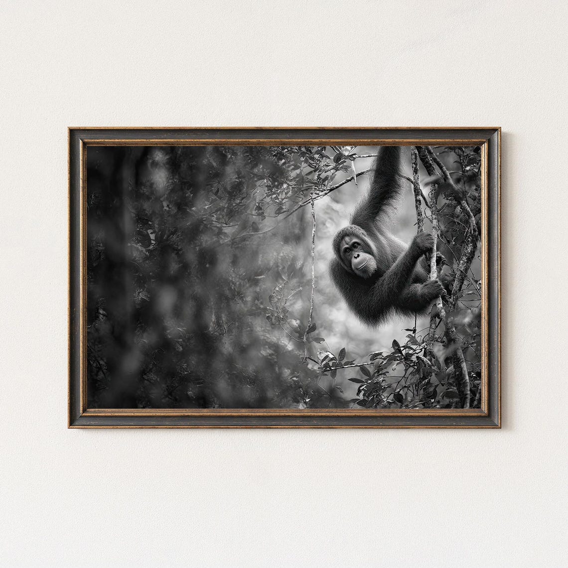 Orangutan Hanging In Rainforest Canopy Black And White Poster