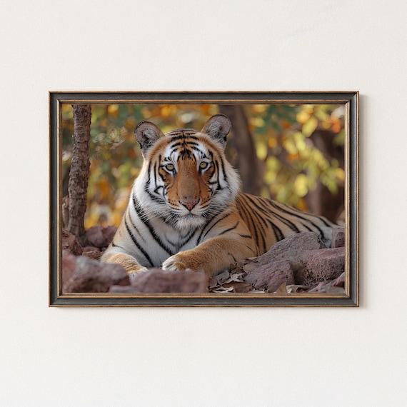 Tiger Photography Print Ranthambore Wildlife Wall Art