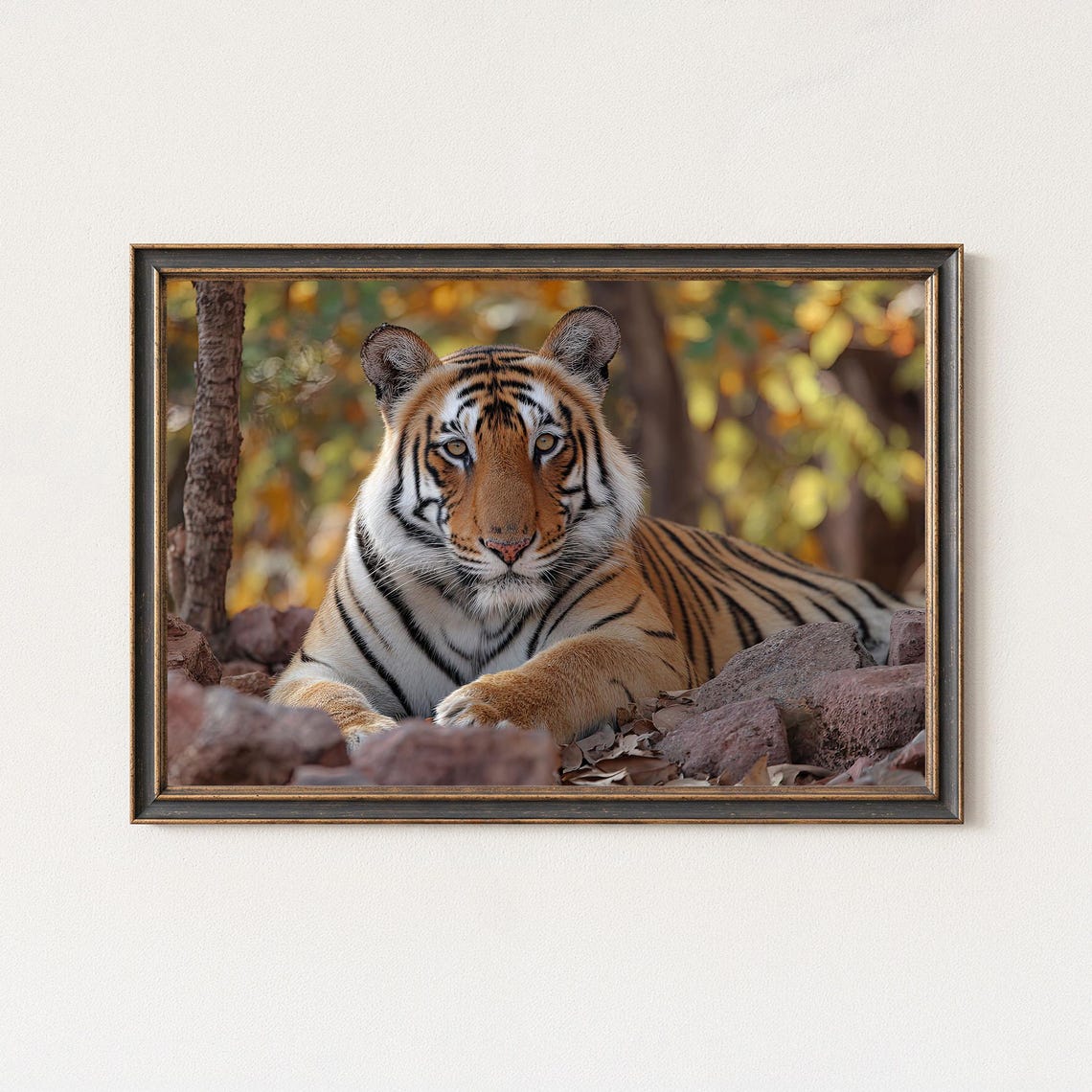 Tiger Wildlife Photography Majestic Big Cat Resting On Rocks Print
