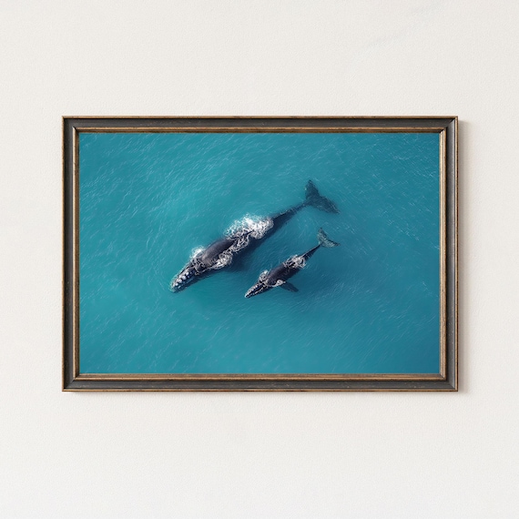 Two Whales Swimming Side By Side In Turquoise Ocean Aerial Poster