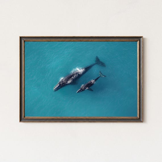 Whale Aerial Photography Mother Calf Ocean Wall Art