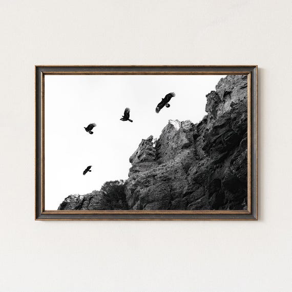 Black And White Wildlife Photography Cliff Vultures Print