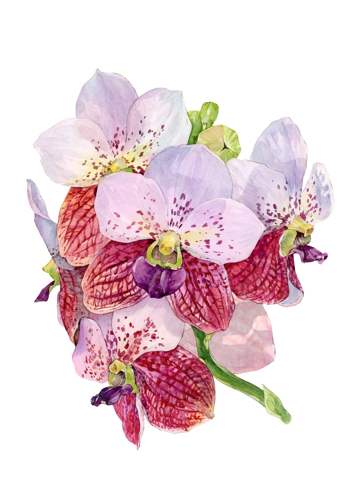 Vanda Sanderiana Orchid Pink Bloom Tropical Watercolor Floral Poster - Image 2