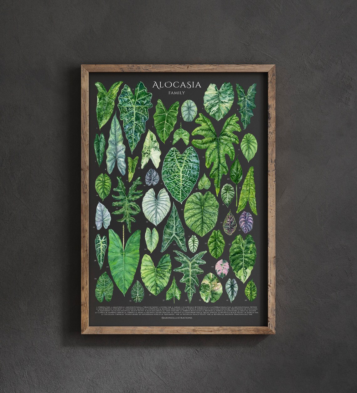 Alocasia Family Elephant Ear Leaf Species Watercolor Chart Poster - Image 3