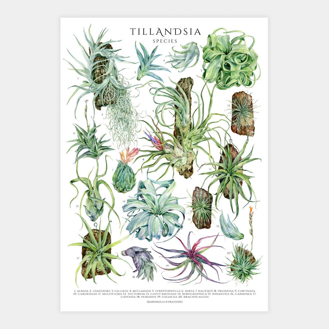 Tillandsia Species Poster House Plant Art Houseplant Lover Wall Decor Air Plant Botanical Art Print Watercolor Botanical Plant Id Chart - Image 3