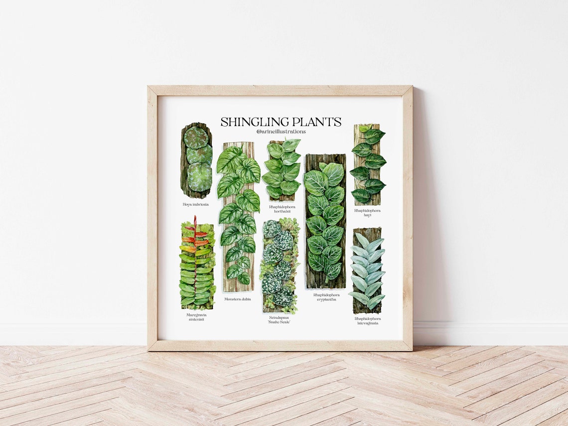 Shingling Plants Species Botanical Wall Chart Watercolor Poster - Image 4