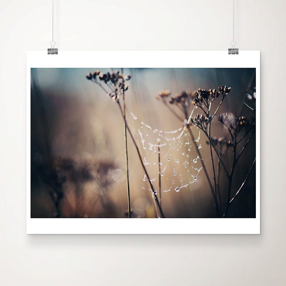 Dew Covered Spider Web Print Rustic Botanical Wall Art