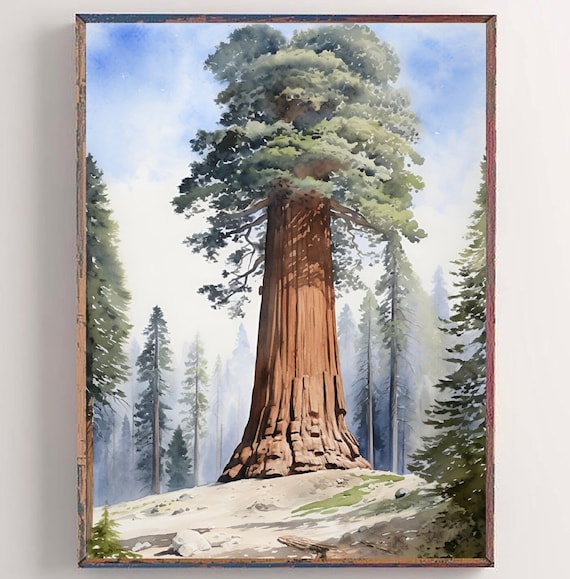 General Sherman Tree California Giant Sequoia Watercolor Poster