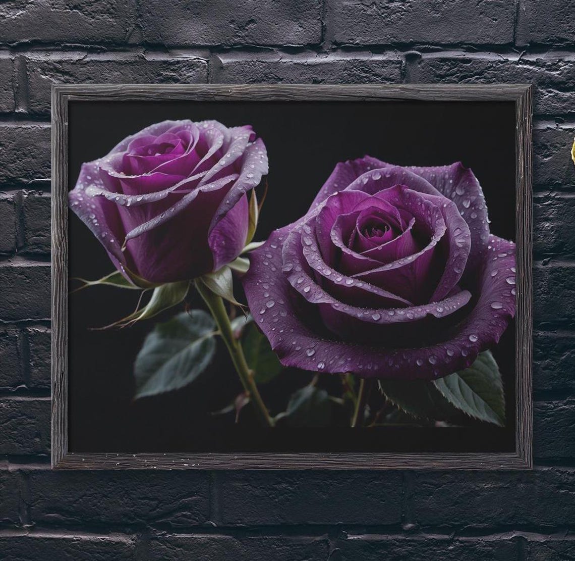 Two Purple Roses With Dewdrops On Black Dramatic Floral Poster
