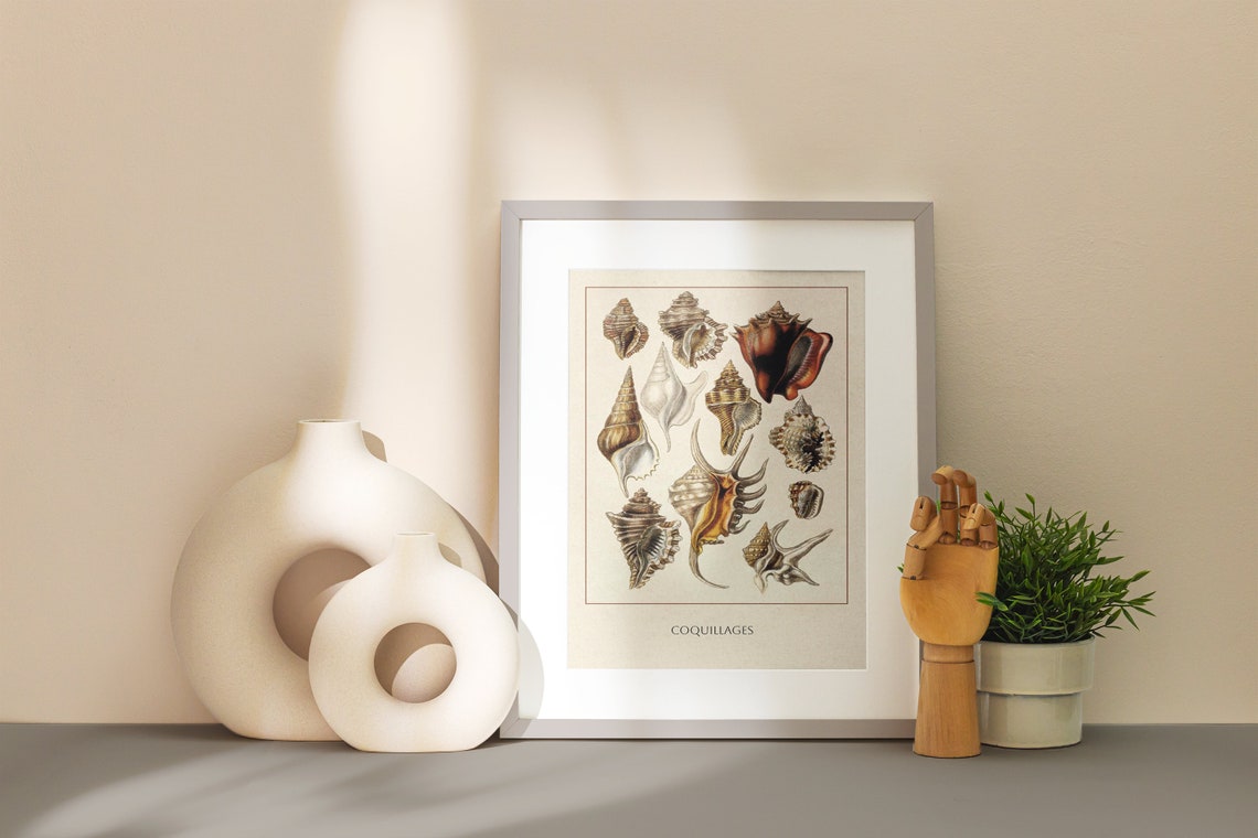 Vintage Coquillages Seashell Natural History Illustration Poster - Image 4