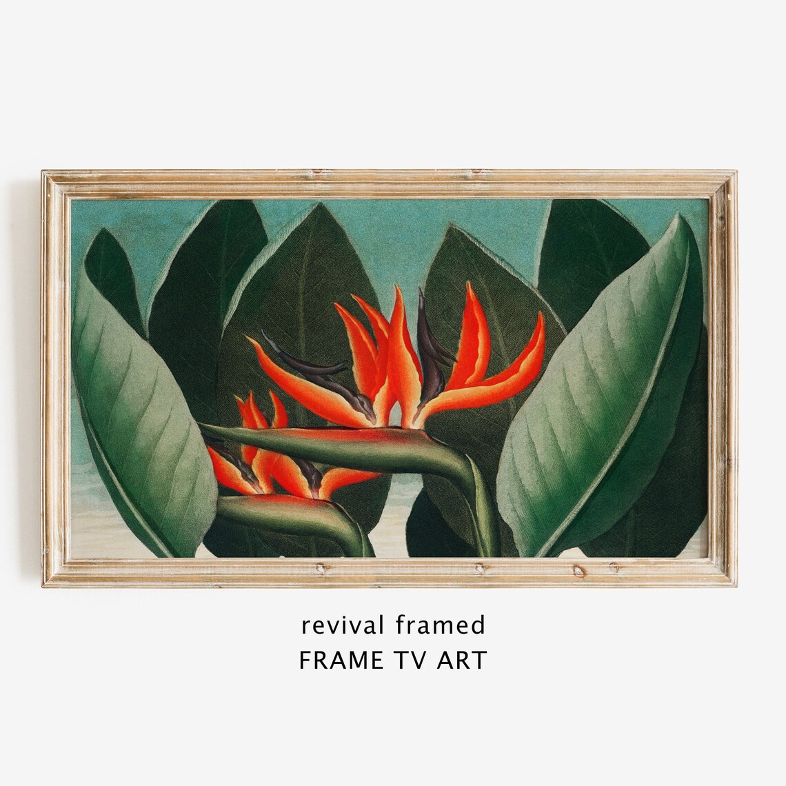 Bird of Paradise Vintage Botanical Illustration with Tropical Green Leaves Poster