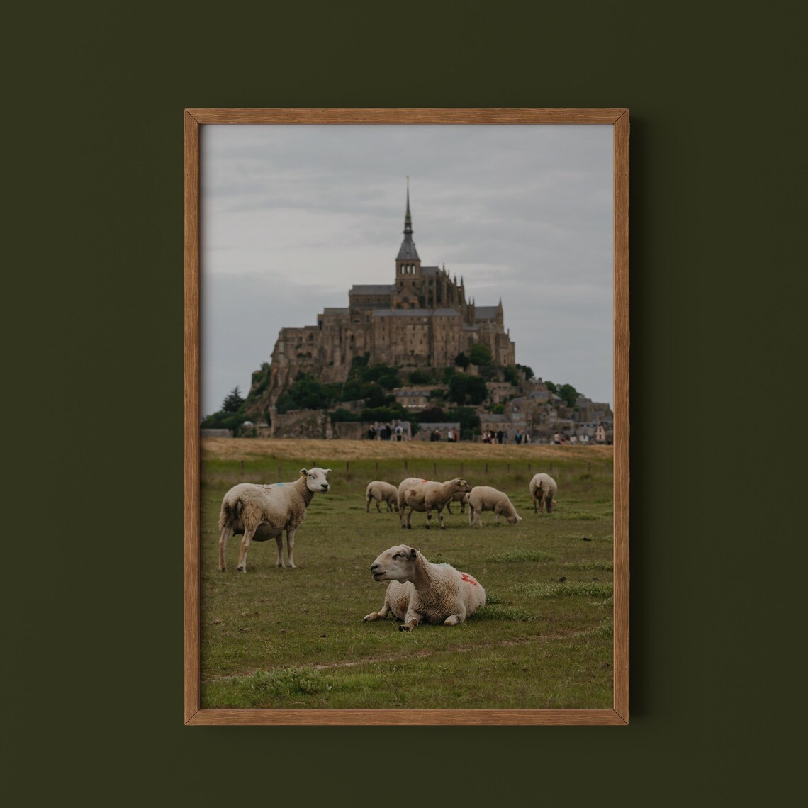Mont Saint Michel Normandy Sheep Pasture France Photo Poster