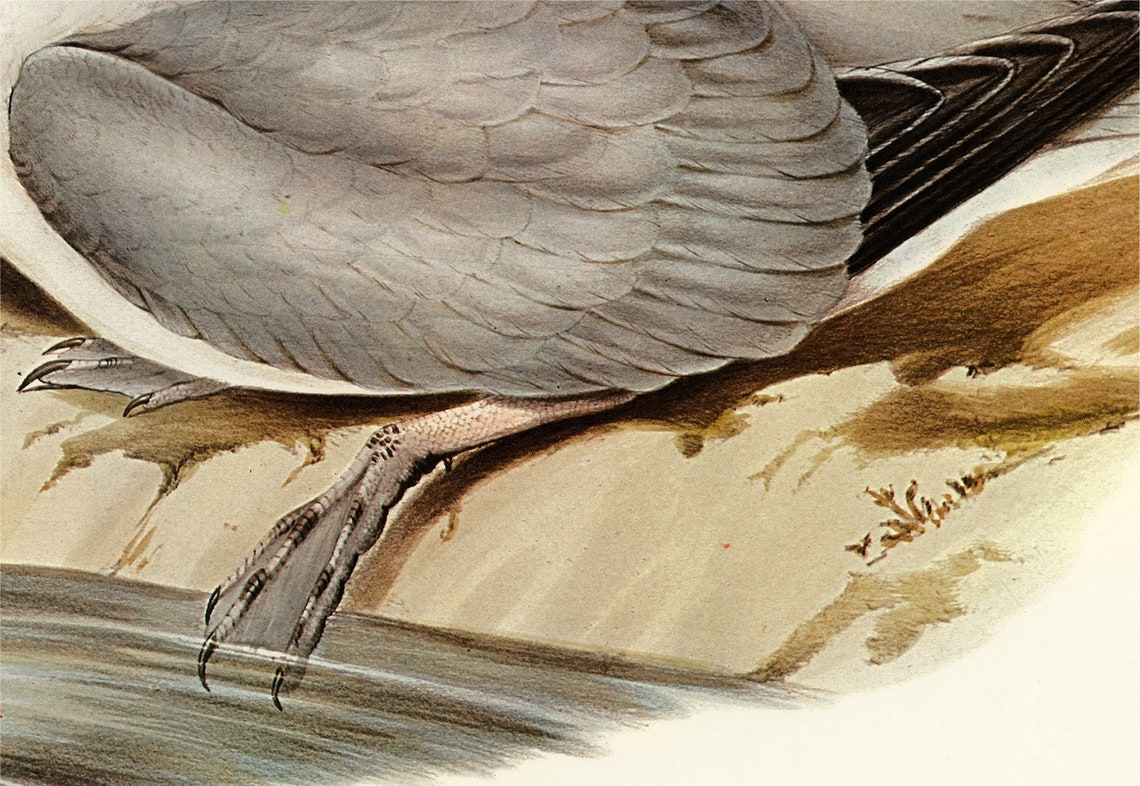 Two Seabirds On Rocky Shore Vintage Ornithology Illustration Wall Art - Image 2