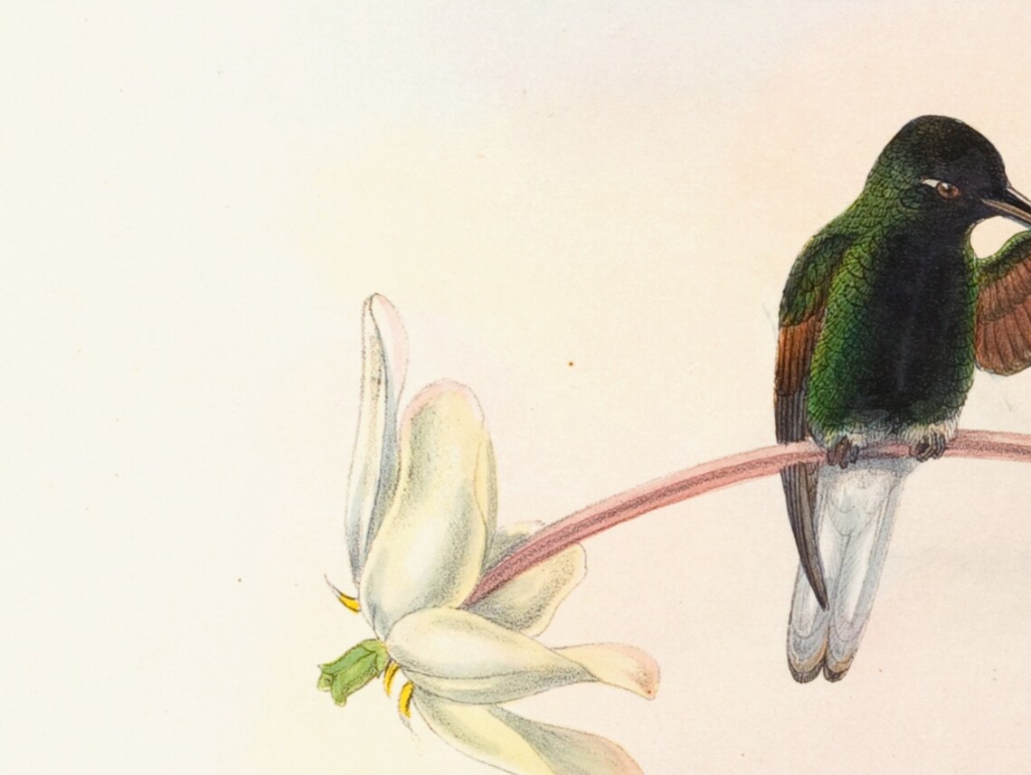 Vintage Hummingbird Lithograph Antique Bird Illustration Print - Image 2