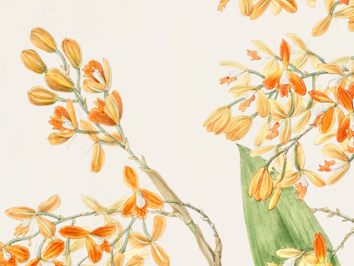 Orange Orchid Botanical Illustration Vintage Flower Art Print - Image 2