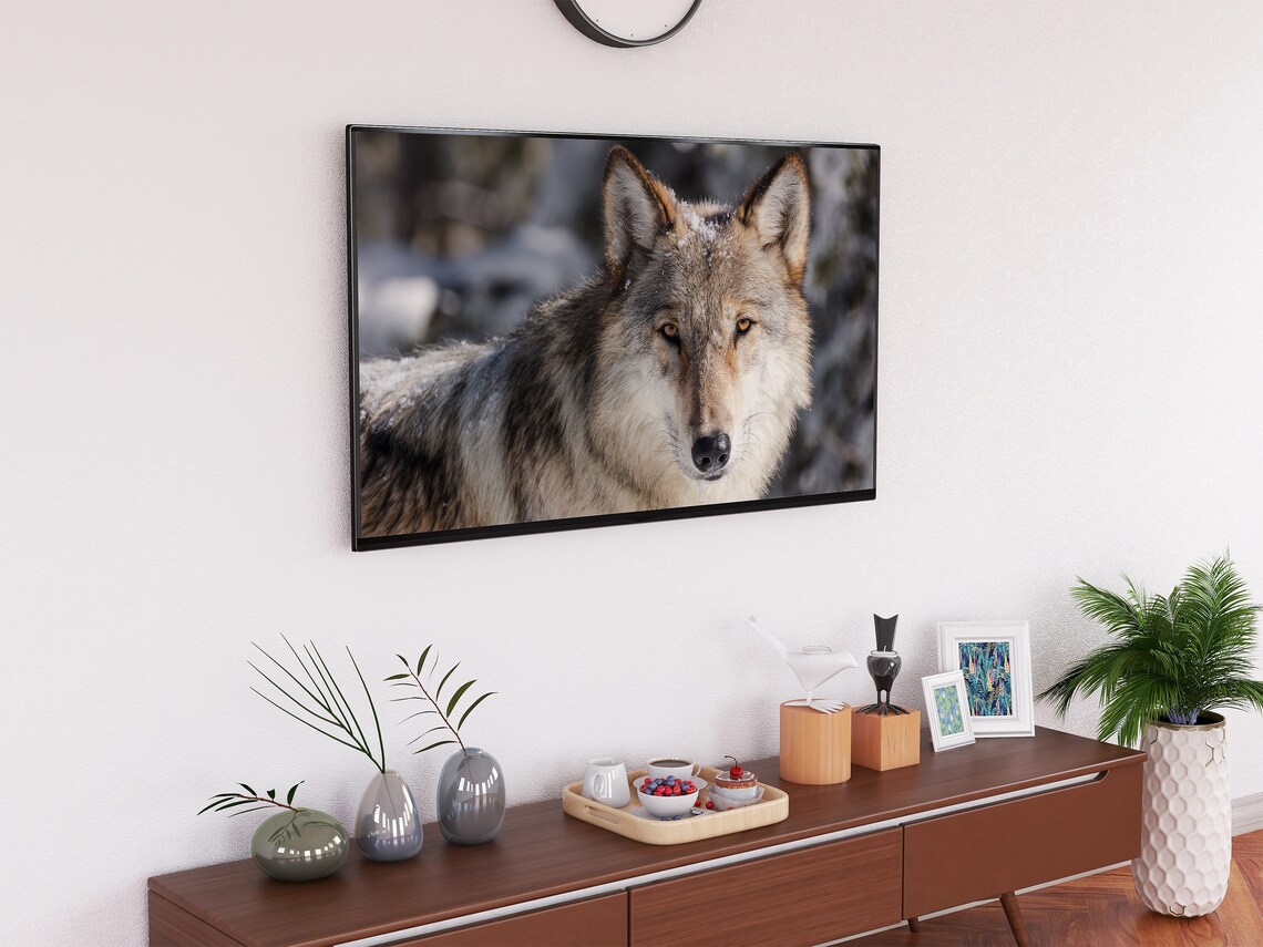 Gray Wolf Close Up Portrait In Snowy Forest Wild Winter Animal Poster - Image 2