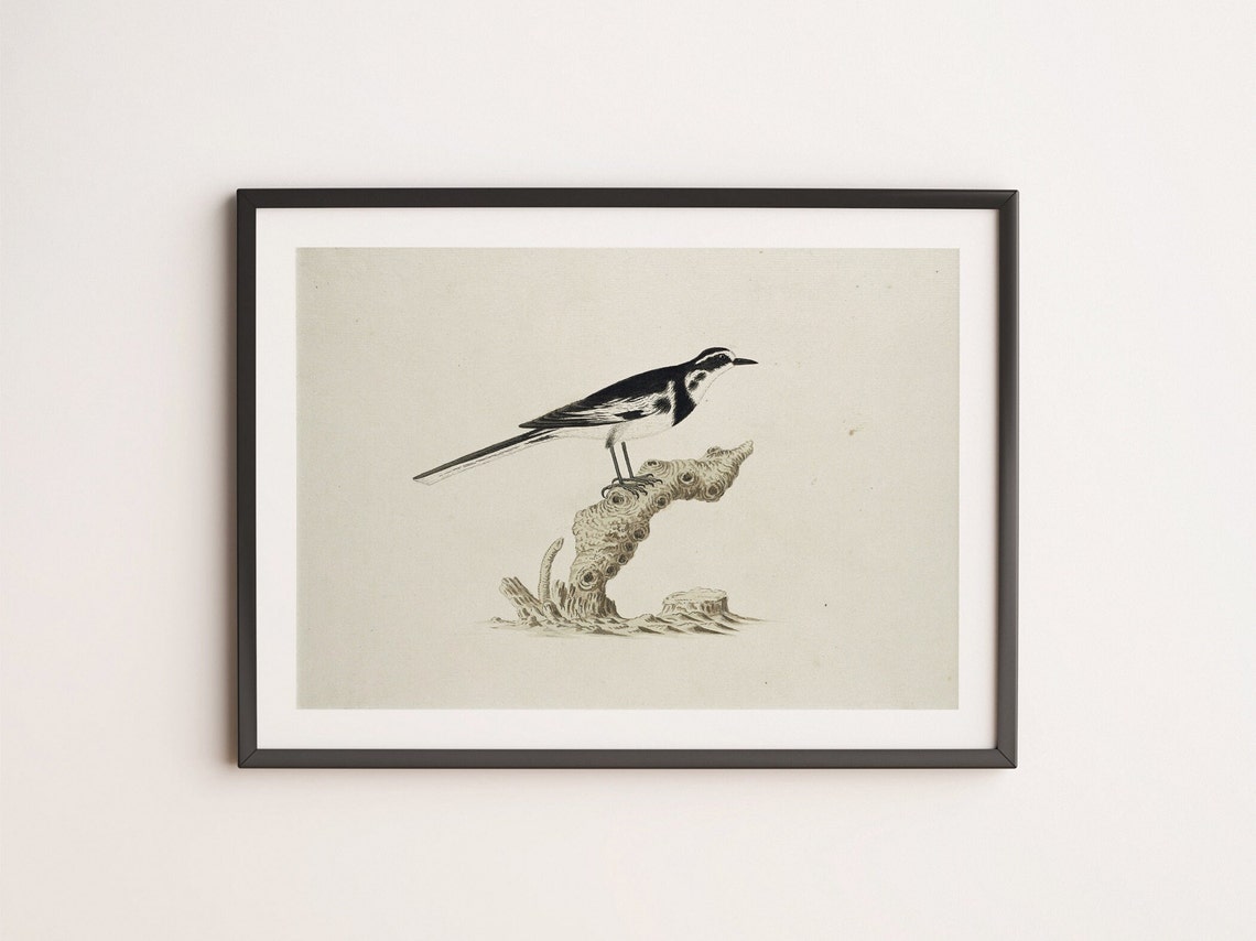 Antique Bird Illustration Small Songbird On Branch Vintage Art Poster - Image 4