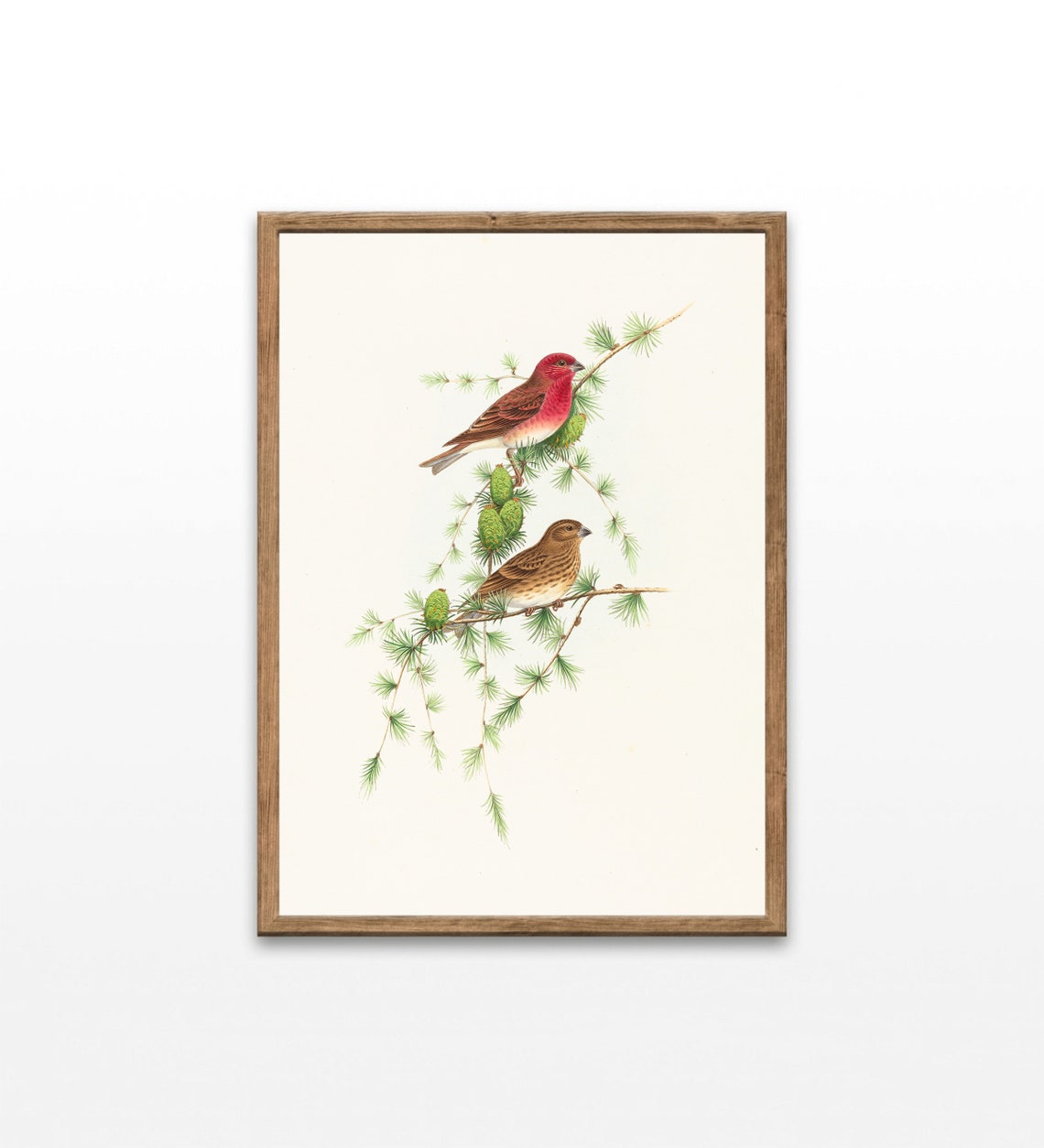 Rosefinch Pair Pine Branches Red Male Vintage Bird Illustration Poster