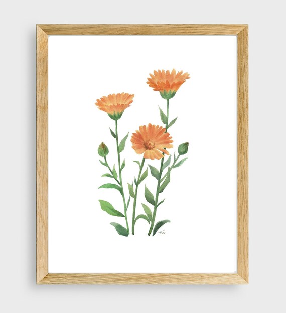 Orange Calendula Watercolor Flower Botanical Illustration Poster