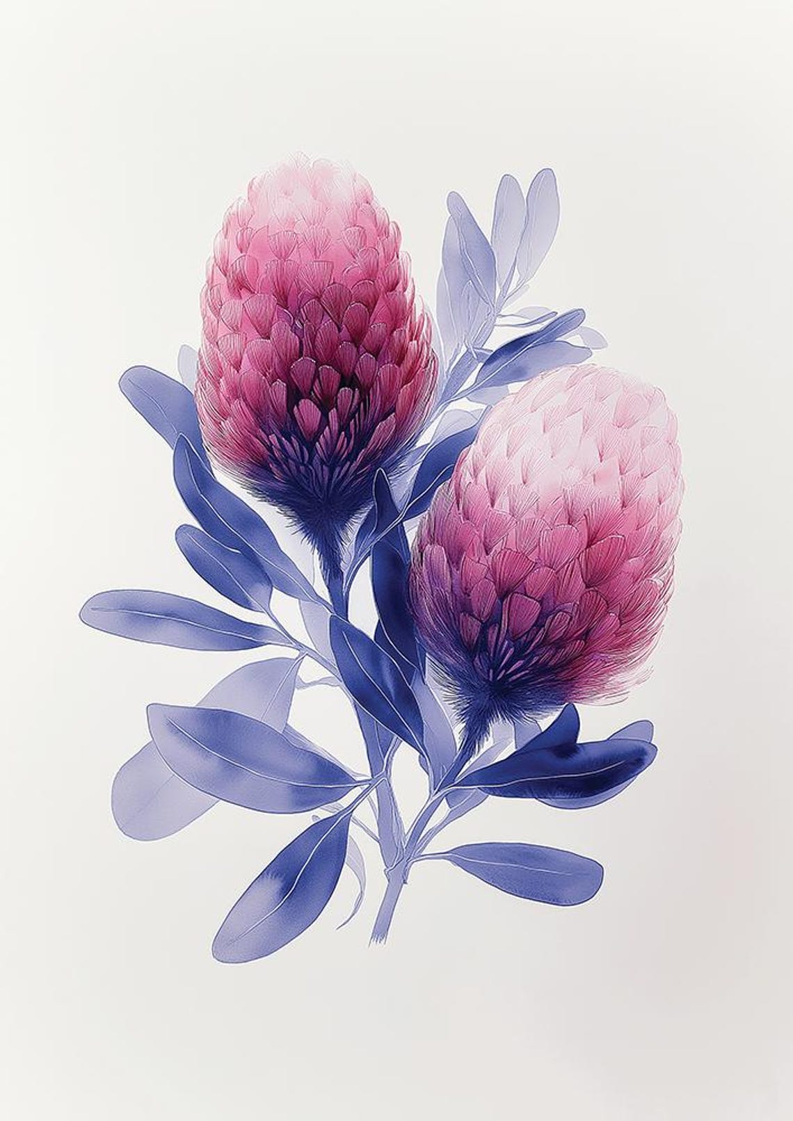 Pink Banksia Blossoms with Blue Leaves Watercolor Botanical Poster - Image 2