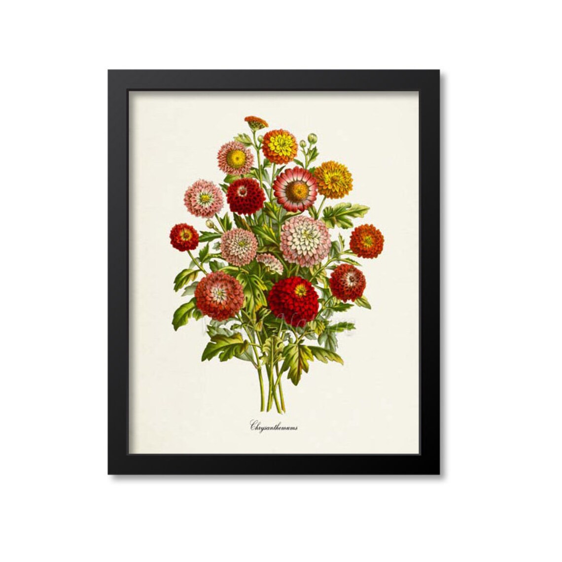 Chrysanthemum Flower Botanical Wall Art Print