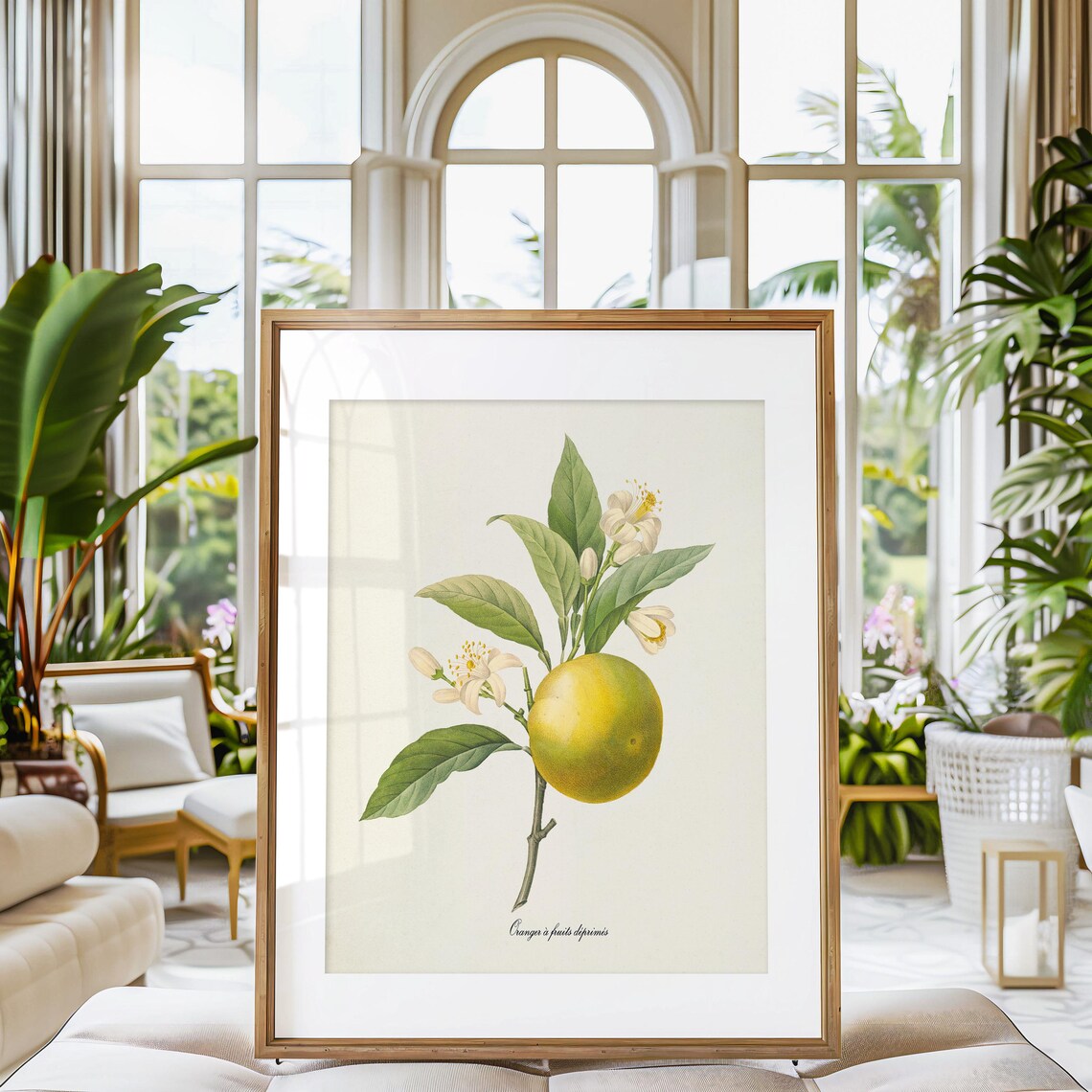 Orange Botanical Art Print, Redoute-Inspired - Image 3