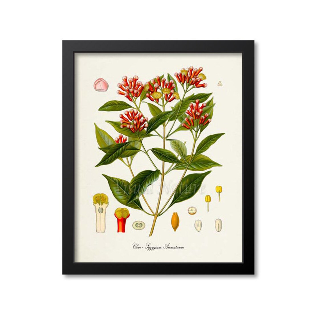 Clove Botanical Art Print, Syzygium Aromaticum