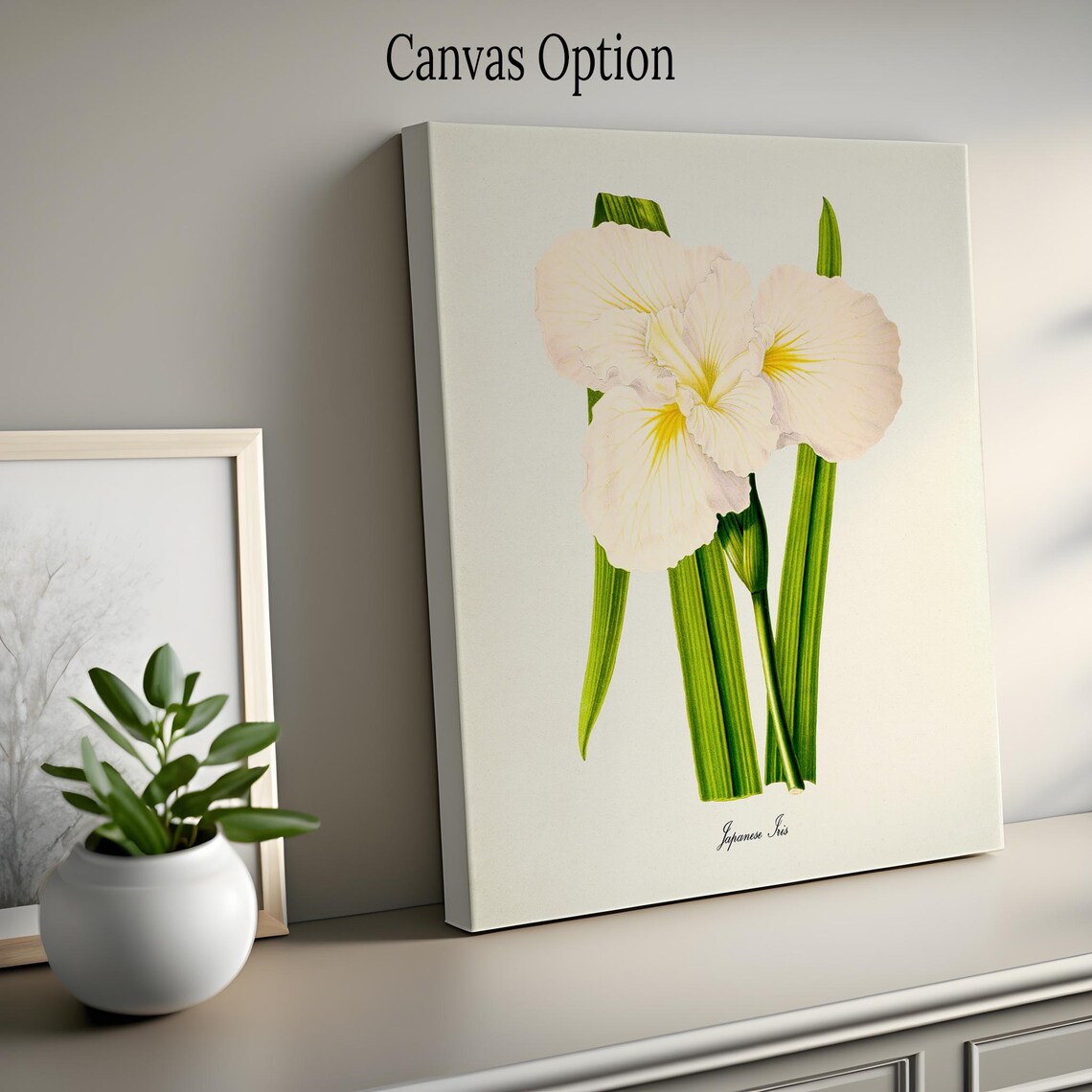 White Japanese Iris Flower with Yellow Center Botanical Art Poster - Image 2