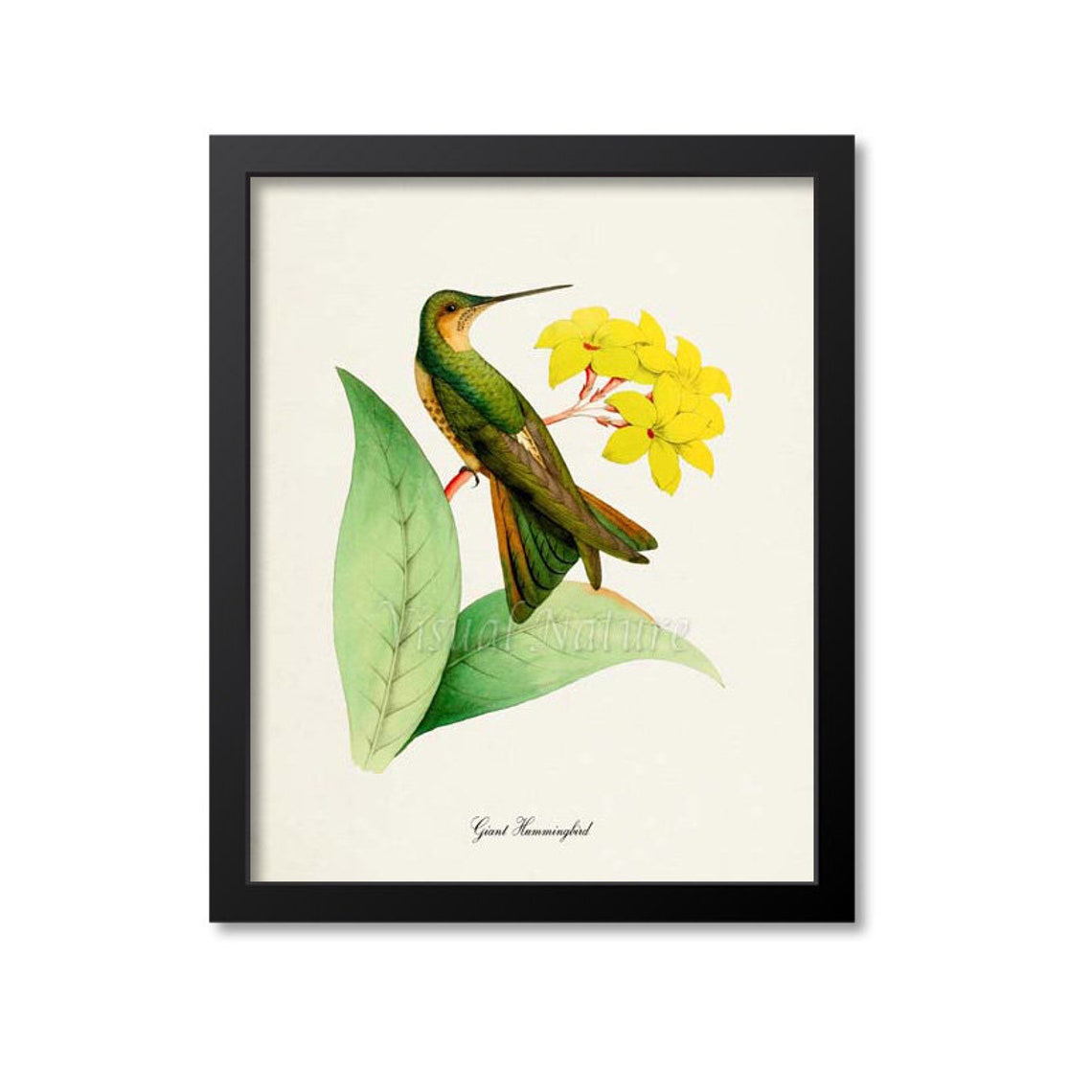 Giant Hummingbird Print Bird Art Print Bird Art Bird Poster Flower Art Floral Garden Hummingbird Art Green Yellow