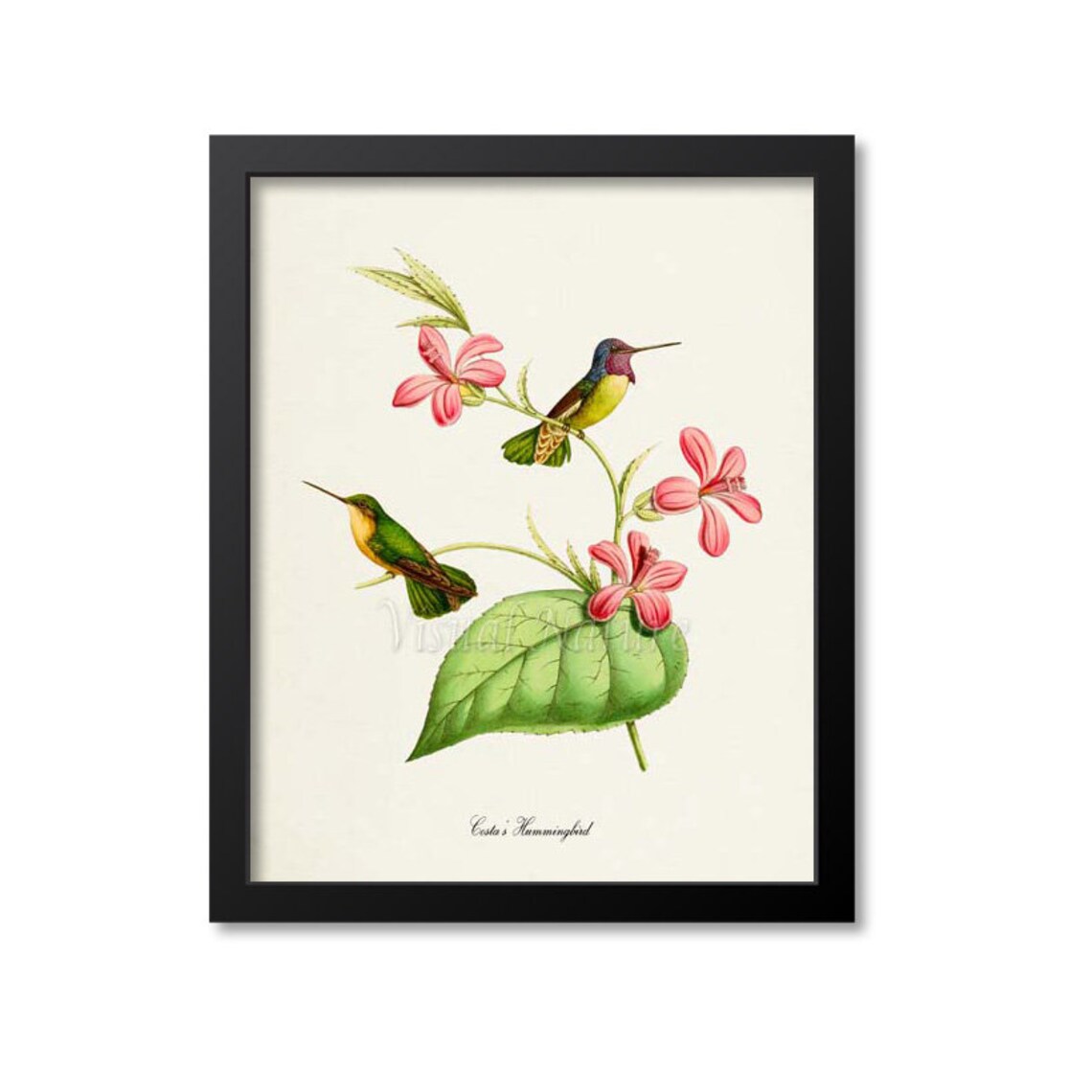 Hummingbird Flower Art Print, Floral Garden Wall Art