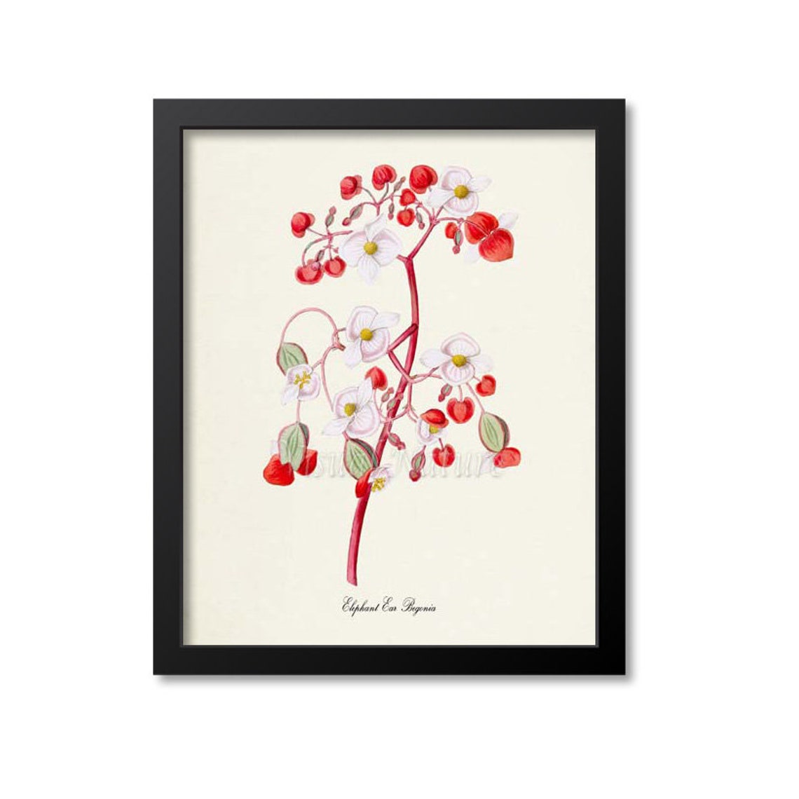 Elephant Ear Begonia Red White Flowers Vintage Botanical Art Poster