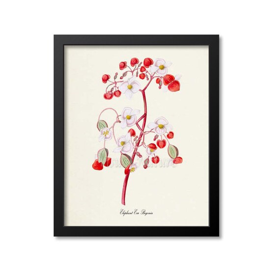 Elephant Ear Begonia Red White Flowers Vintage Botanical Art Poster