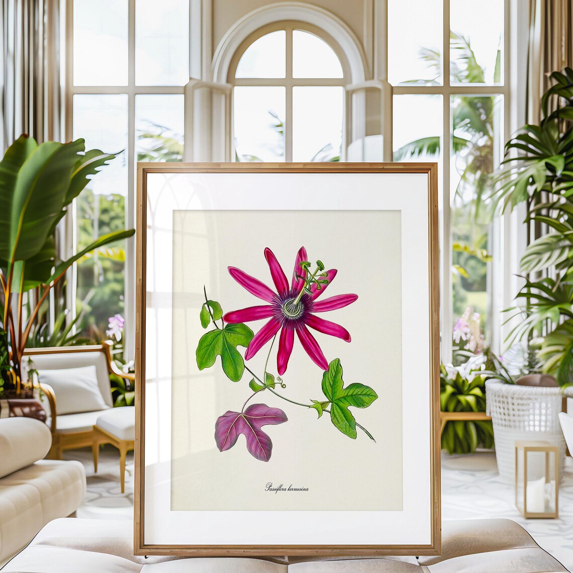 Passiflora Kermesina Botanical Flower Art Print - Image 3