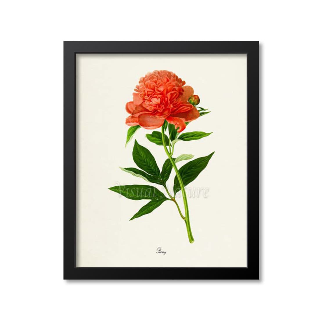 Coral Red Peony Magnificent Single Bloom Vintage Botanical Poster