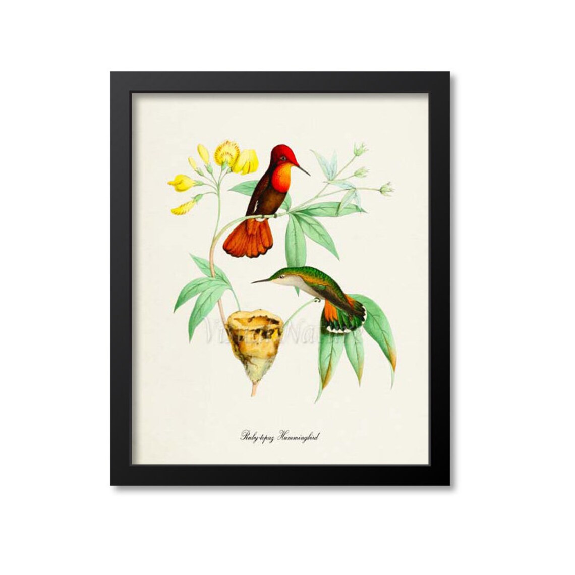 Ruby Topaz Hummingbird Art Print, Bird Poster