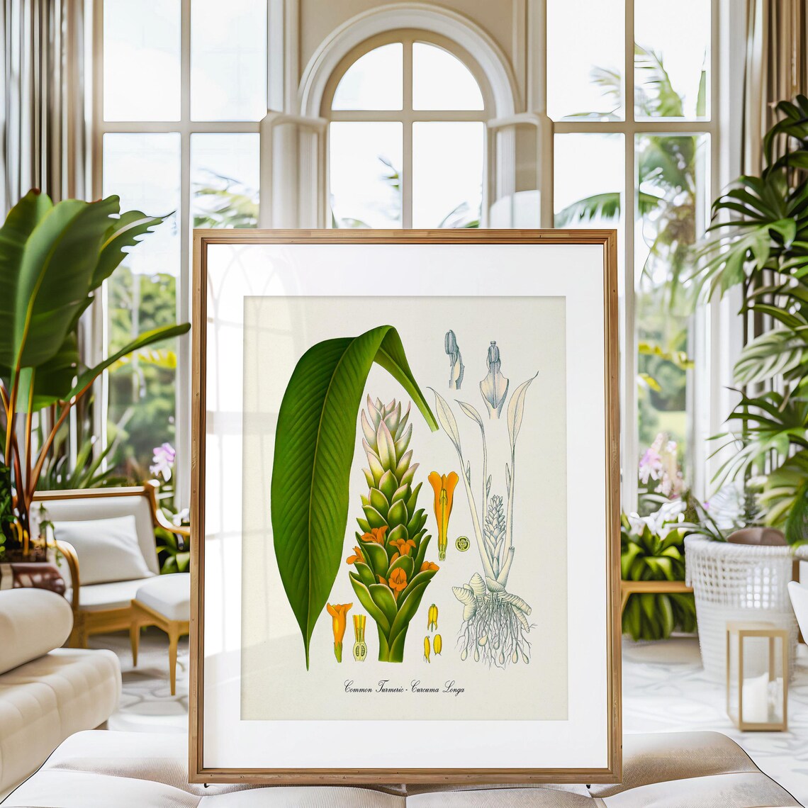 Turmeric Botanical Wall Art Print, Curcuma Longa - Image 3
