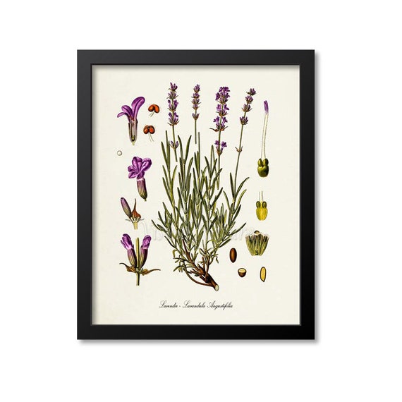 Lavender Botanical Print, Lavandula Angustifolia Art
