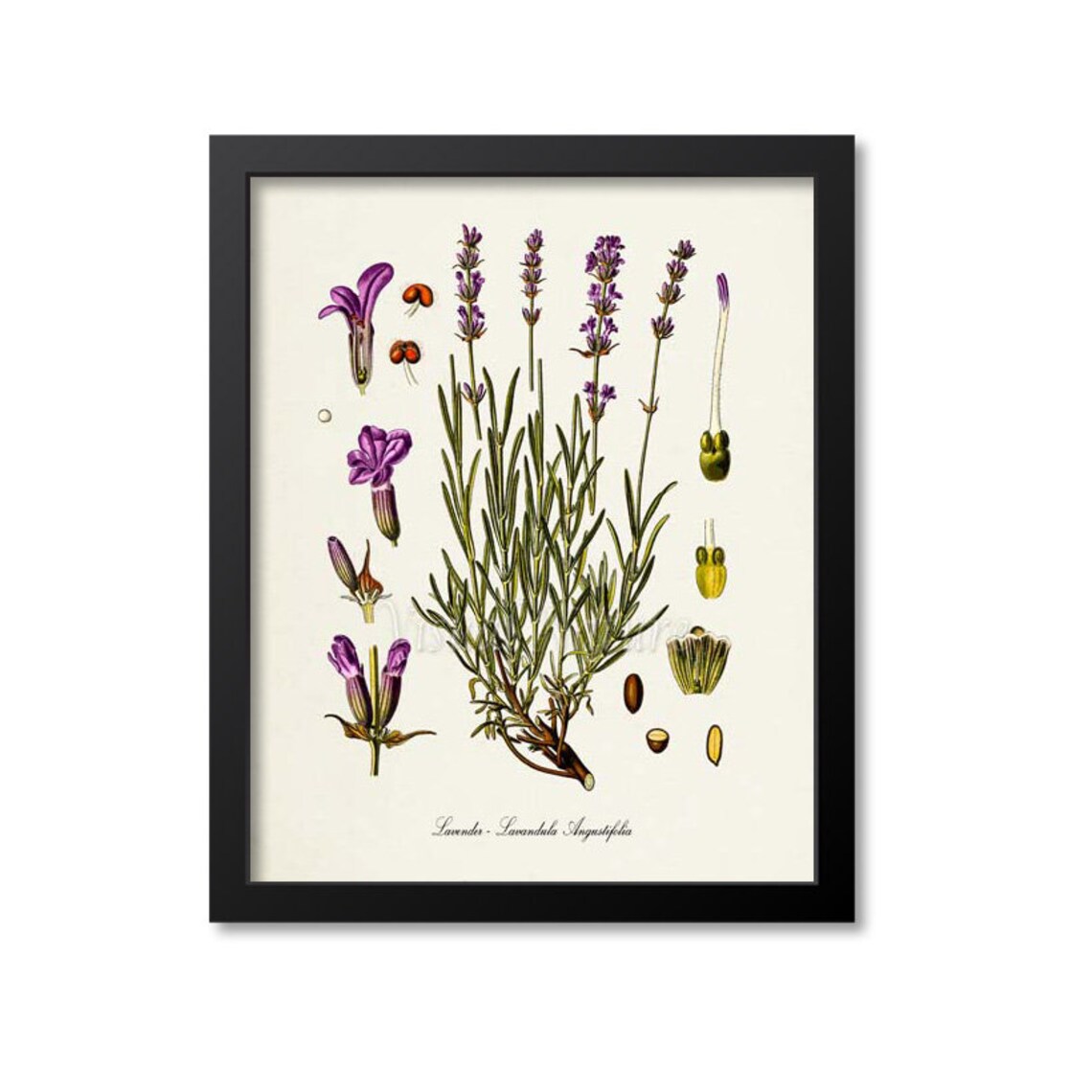Lavender Botanical Print, Lavandula Angustifolia Art