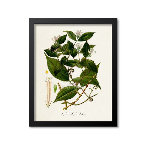 Strychnine Botanical Art Print, Strychnos Toxifera