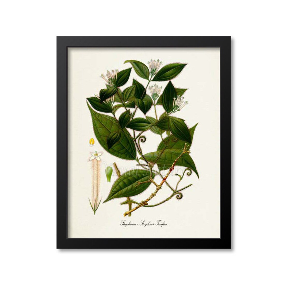 Strychnine Botanical Art Print, Strychnos Toxifera